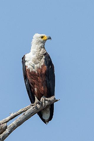 058 Botswana, Chobe NP, visarend.jpg